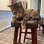Gus is registered to the contest to win money with this photo: cat, tabby_cat, feline, pet, animal, bar_stool, furniture, wooden_floor, indoor, kitchen, refrigerator, doorway, curious, resting, whiskers, paws, ears, tail, domestic_cat, leather