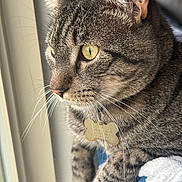 Gus is registered to the contest to win money with this photo: cat, tabby_cat, close_up, yellow_eyes, whiskers, fur, pet_tag, indoor, window, natural_light, focused_gaze, animal, feline, portrait, domestic_cat, curious, soft_light, paw, resting, striped_fur