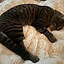 Gus joined the competition — help win amazing prizes! cat, tabby, sleeping, fur, blanket, cozy, resting, pet, animal, whiskers, paw, tail, indoor, soft, cute, relaxation, feline, striped, comfort, nap