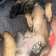 Tokyo participe au concours pour gagner de l'argent avec cette photo : dog, sleeping, bed, paws, fur, relaxation, indoors, human_arm, resting, cozy, animal, pet, canine, closeup, comfort, domestic, nap, quiet, peaceful, brown