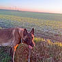 Tokyo participe au concours pour gagner de l'argent avec cette photo : dog, grass, field, sunset, stick, outdoor, animal, collar, nature, canine, beads, sky, landscape, rural, pet, playful, brown, sunlight, happy, tongue