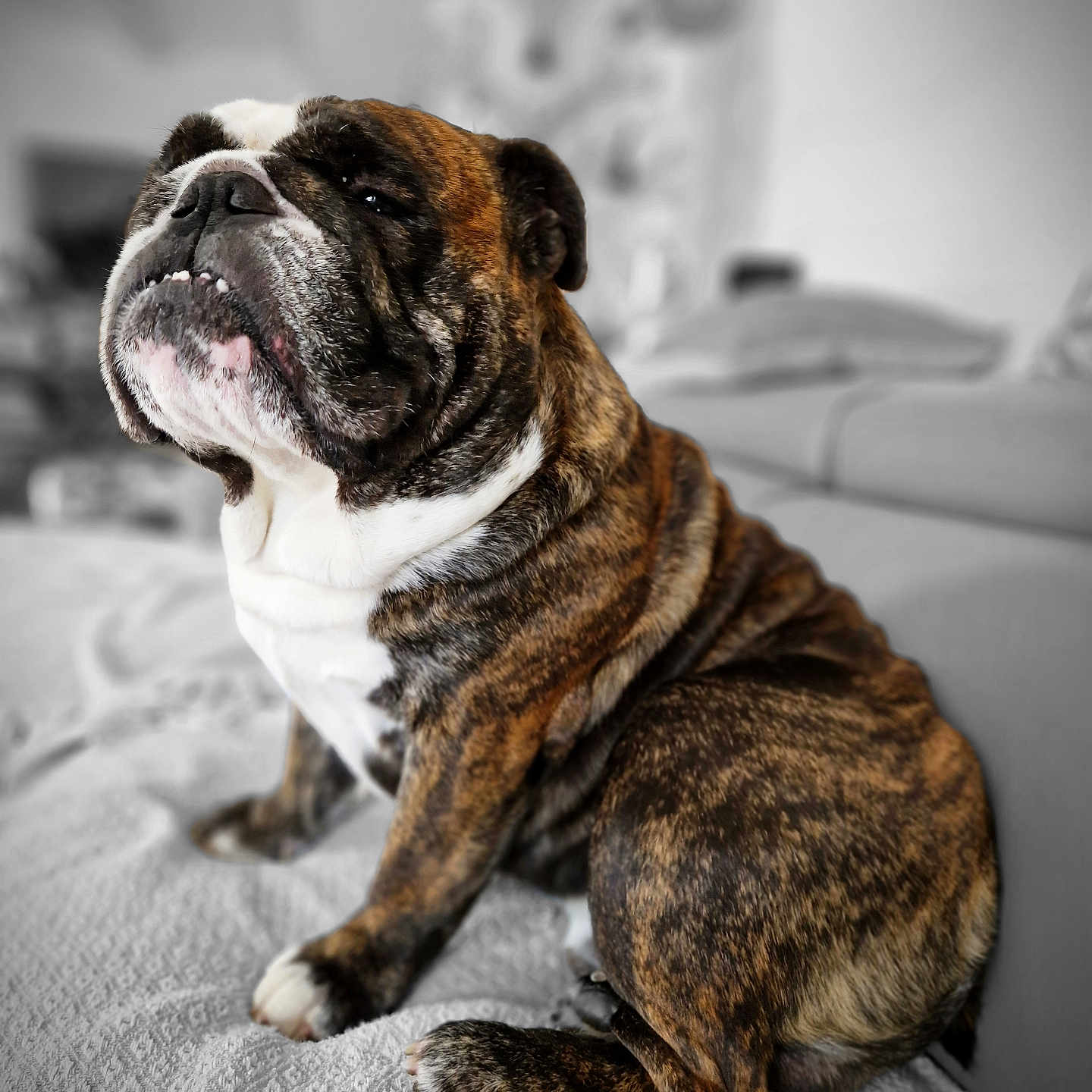 Rambo participe au concours pour gagner de l'argent avec cette photo : animal, blanket, brindle, bulldog, companion, couch, cute, dog, domestic, face, fur, furniture, indoor, paw, pet, portrait, relaxed, sitting, snout, wrinkles
