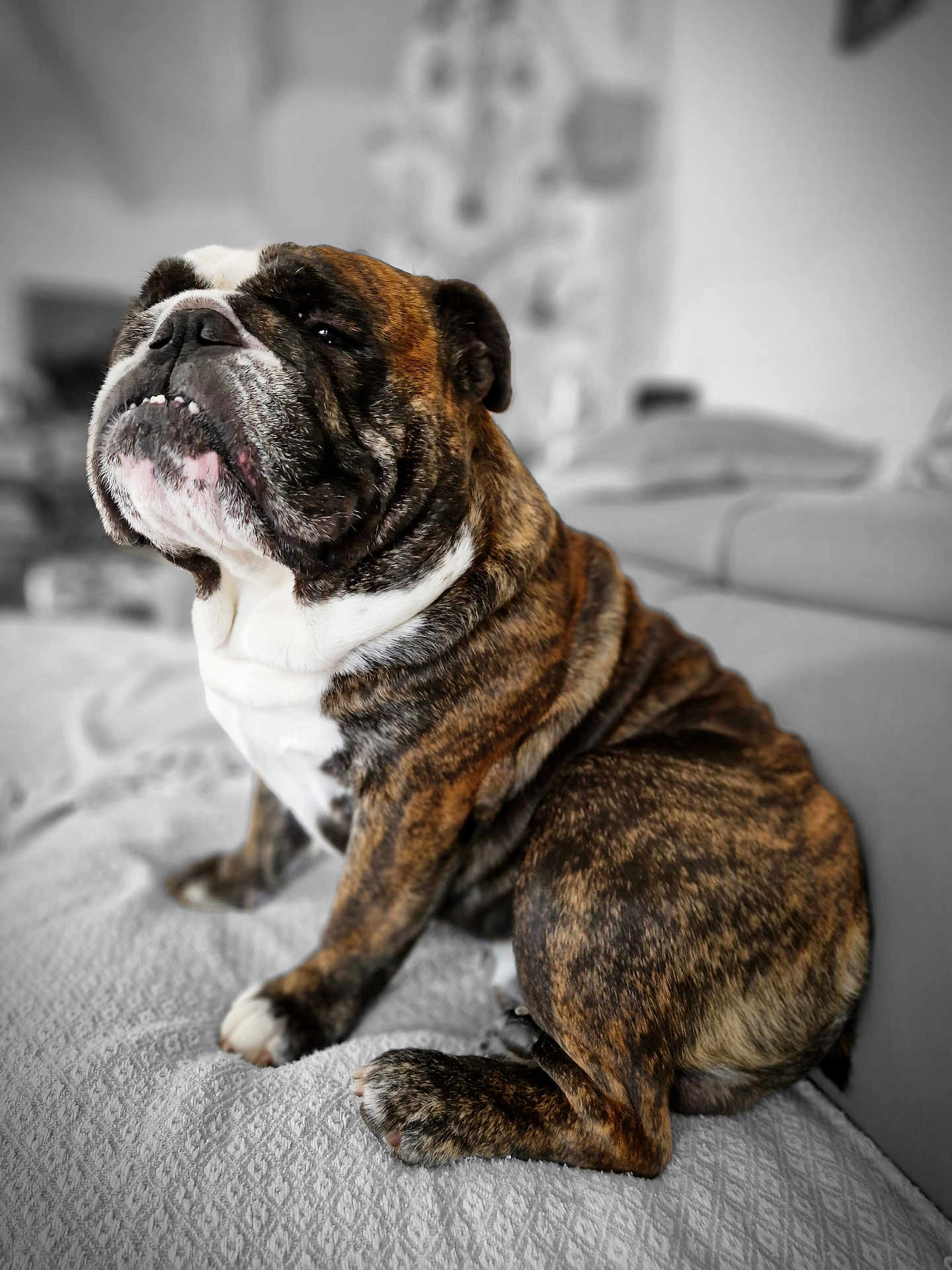 Rambo participe au concours pour gagner de l'argent avec cette photo : dog, bulldog, brindle, pet, animal, indoor, couch, blanket, fur, sitting, face, paw, snout, wrinkles, domestic, companion, cute, portrait, relaxed, furniture