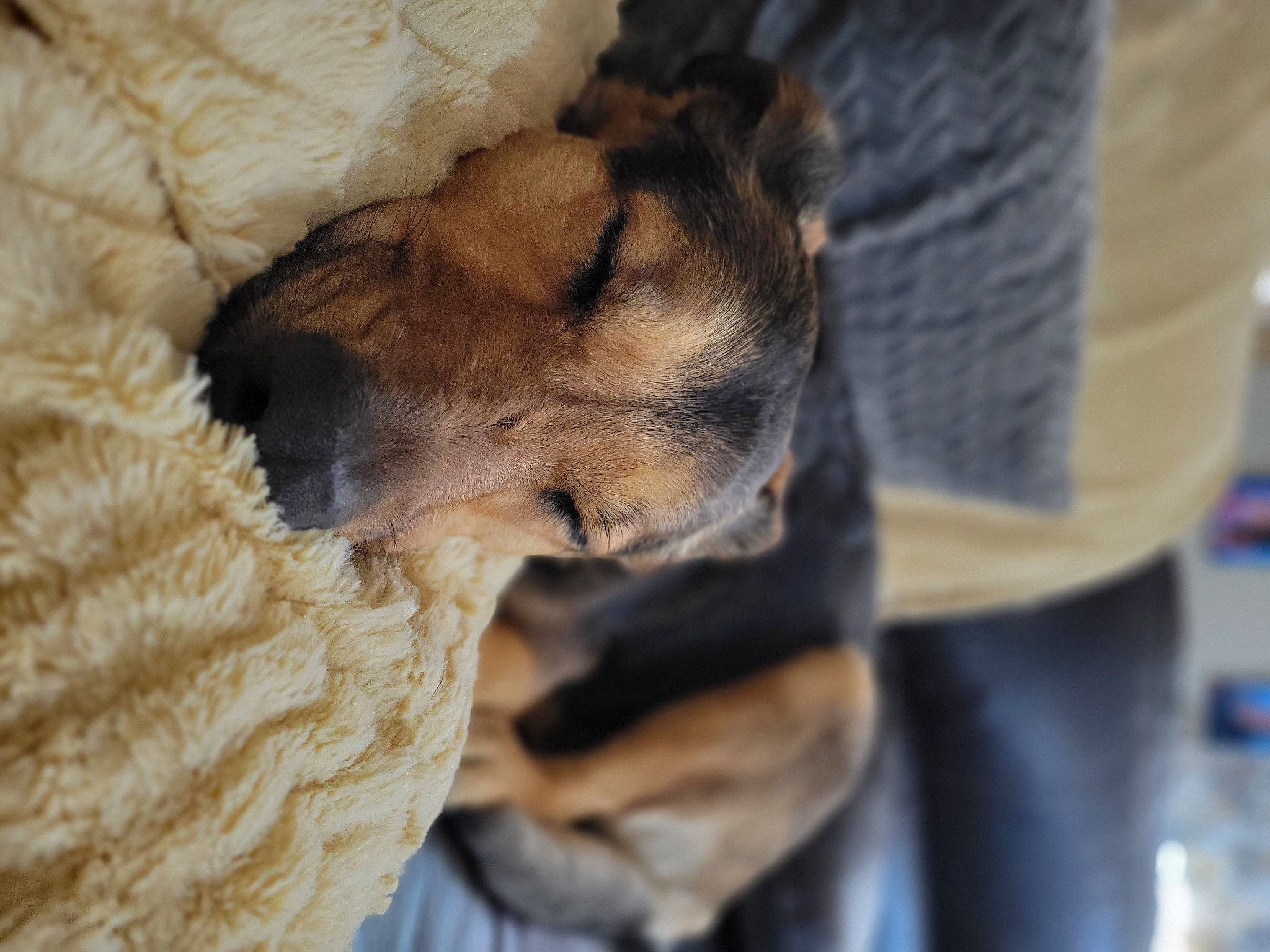 Cammy is registered to the contest to win money with this photo: canidae, carnivore, claw, collar, comfort, companion_dog, dog, dog_breed, fawn, felidae, fur, guard_dog, nap, paw, pinscher, snout, sporting_group, street_dog, terrestrial_animal, whiskers