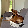 dog, brown_dog, couch, blanket, indoor, pet, collar, living_room, relaxed, furniture, domestic_animal, canine, resting, cozy, home, looking, animal, fur, comfort, curious