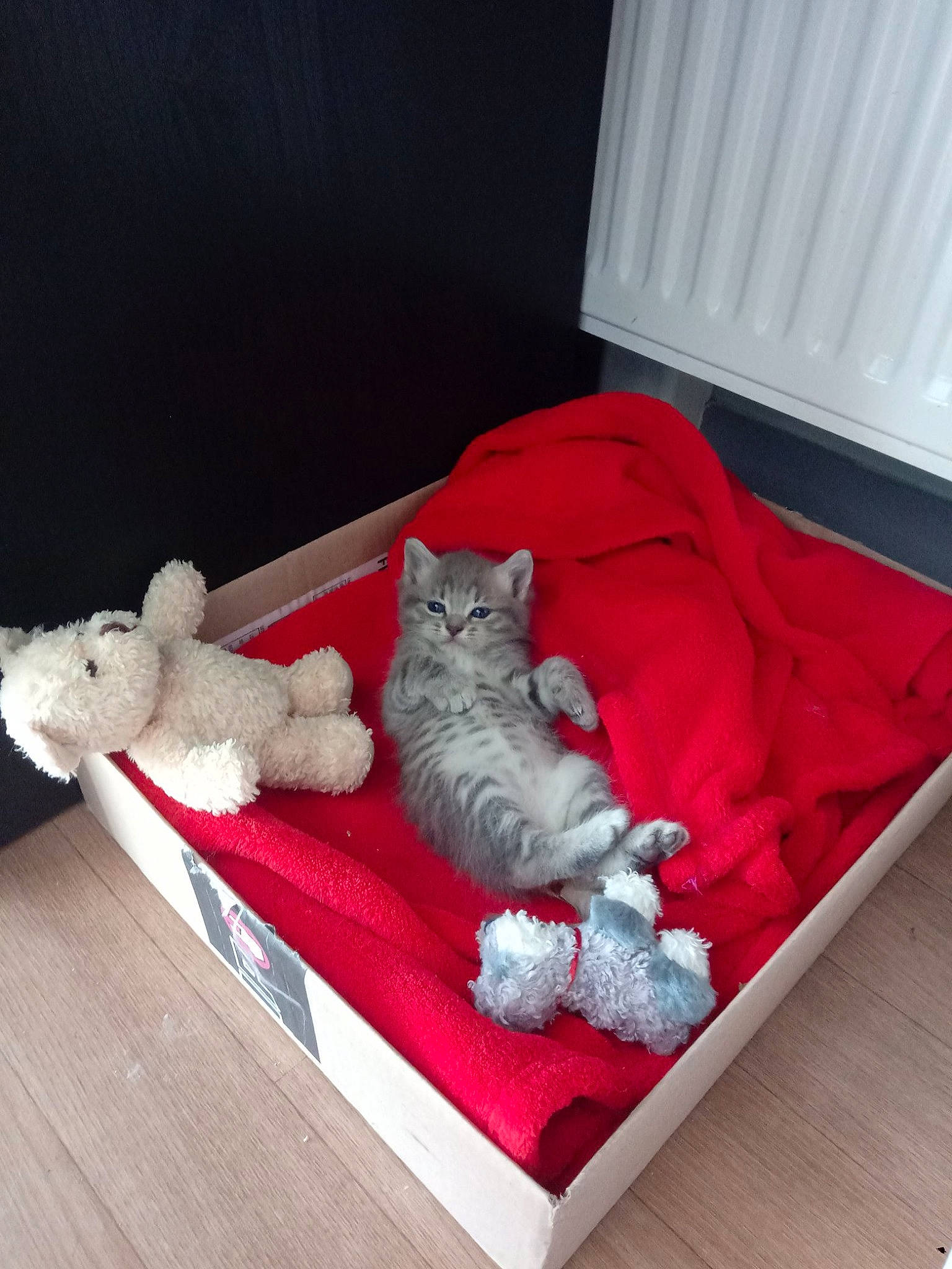 Puppy a rejoint le concours — aidez-le/la à gagner de superbes lots ! asian, british_longhair, british_semi_longhair, burmilla, carnivore, cat, domestic_short_haired_cat, european_shorthair, felidae, fur, kitten, norwegian_forest_cat, pixie_bob, polydactyl_cat, red, selkirk_rex, small_to_medium_sized_cats, whiskers