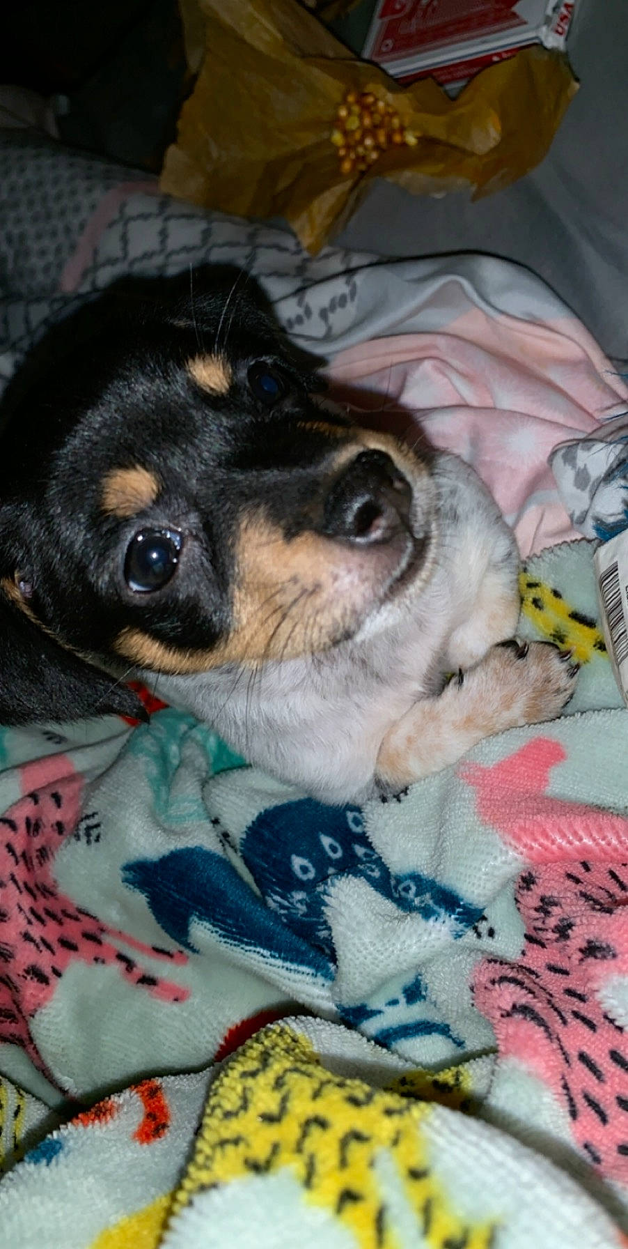 Tank joined the competition — help win amazing prizes! canidae, carnivore, companion_dog, dog, dog_breed, fawn, mammal, miniature_pinscher, puppy, snout, sporting_group, vertebrate