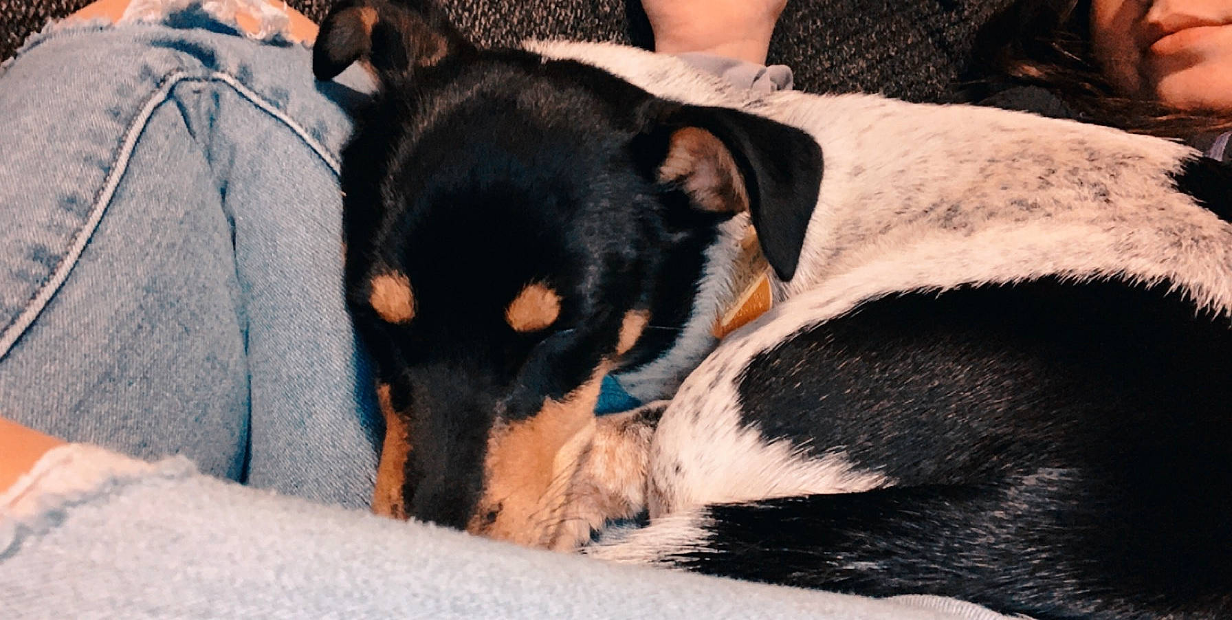 Tank is registered to the contest to win money with this photo: beauceron, black_and_tan_terrier, canidae, carnivore, dog, dog_breed, english_toy_terrier, german_pinscher, huntaway, jagdterrier, lancashire_heeler, mammal, manchester_terrier, miniature_pinscher, prazsky_krysarik, puppy, smaland_hound, toy_dog, toy_manchester_terrier, vertebrate