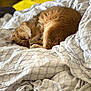 cat, sleeping, bed, blanket, white, ginger_cat, fur, curled_up, cozy, indoor, resting, soft, comfort, pattern, textile, fabric, yellow, relaxed, pet, domestic_animal