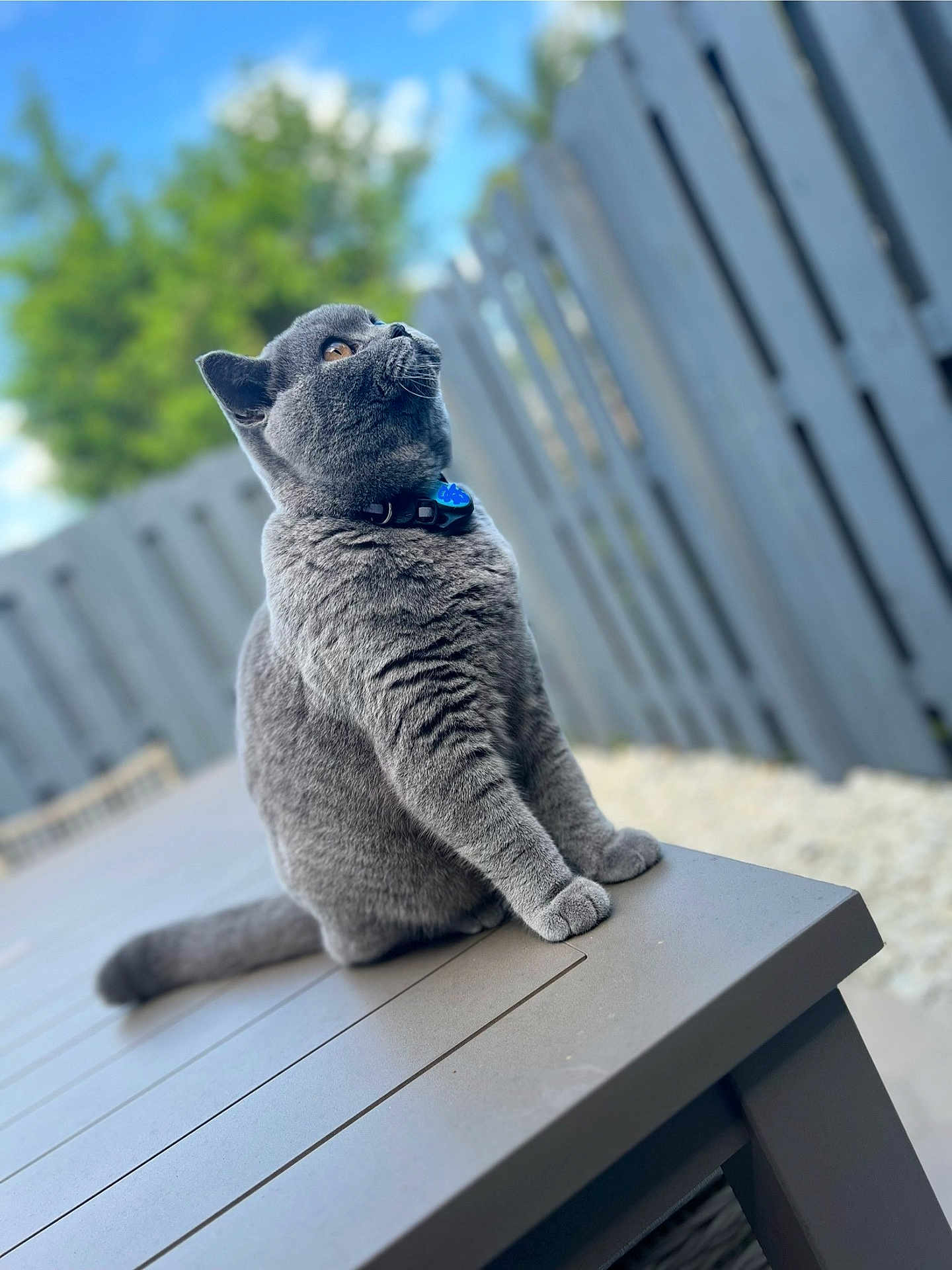 Daiko joined the competition — help win amazing prizes! cat, gray_cat, outdoor, table, fence, fur, pet, animal, sitting, looking_up, garden, daylight, blurred_background, collar, curious, feline, whiskers, paws, tail, domestic_cat