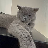 Daiko joined the competition — help win amazing prizes! cat, gray_cat, feline, pet, animal, fluffy, sleepy, paw, stretching, indoor, resting, closeup, fur, whiskers, relaxed, mammal, cute, domestic_animal, portrait, face