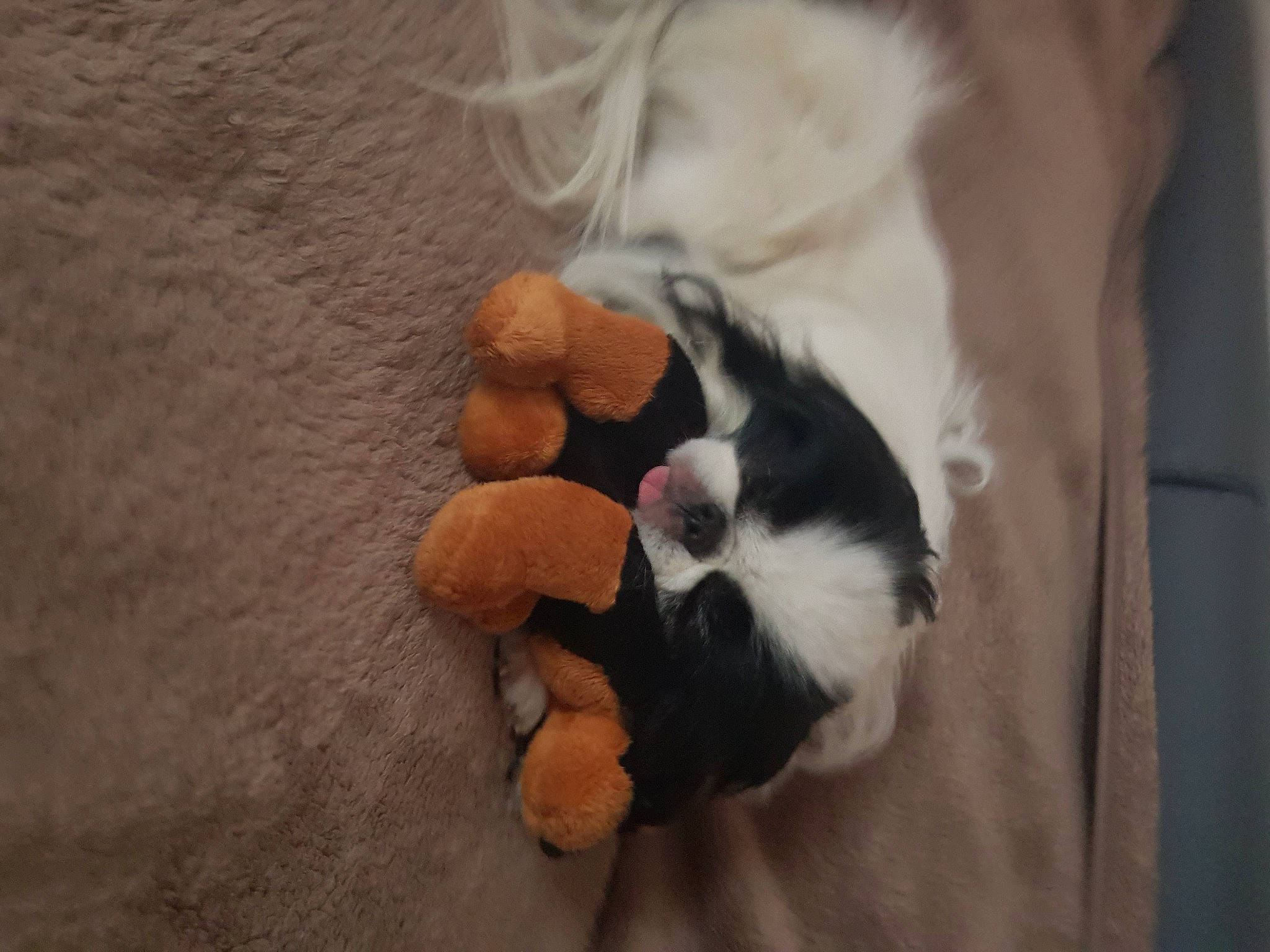 Haribo a rejoint le concours — aidez-le/la à gagner de superbes lots ! canidae, carnivore, cavalier_king_charles_spaniel, companion_dog, dog, dog_breed, fawn, havanese, japanese_chin, lhasa_apso, puppy, shih_tzu, sporting_group, tail, toy_dog