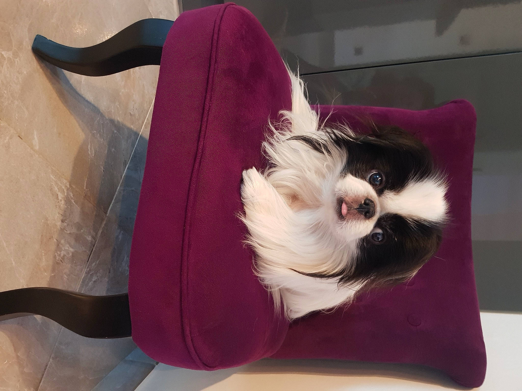 Haribo a rejoint le concours — aidez-le/la à gagner de superbes lots ! bag, canidae, carnivore, cat, companion_dog, felidae, fur, japanese_chin, magenta, pink, shih_tzu, small_to_medium_sized_cats, tail, whiskers