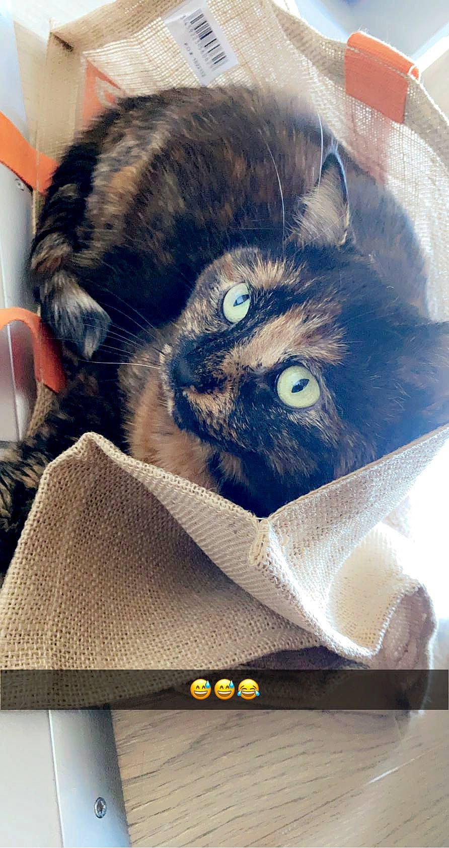 Naboo participe au concours pour gagner de l'argent avec cette photo : bag, box, cardboard, carnivore, carton, cat, comfort, domestic_short_haired_cat, fawn, felidae, fur, luggage_and_bags, packaging_and_labeling, paper_product, photo_caption, rectangle, shipping_box, small_to_medium_sized_cats, snout, whiskers