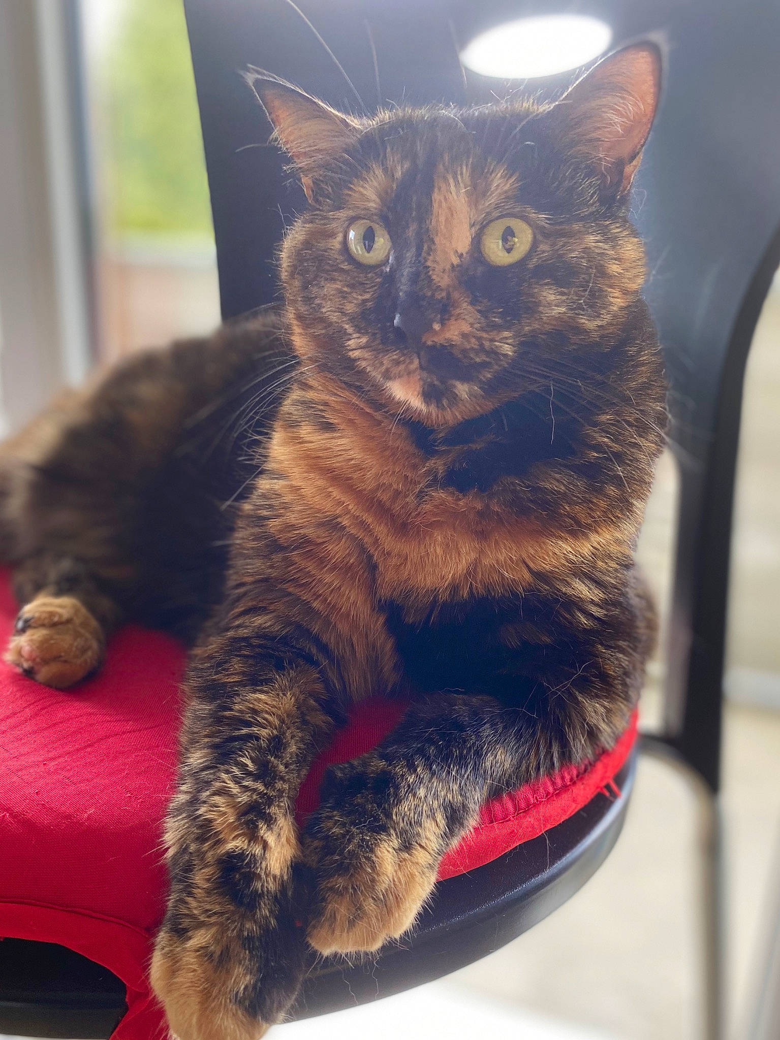 Naboo participe au concours pour gagner de l'argent avec cette photo : black_cat, carnivore, cat, cat_furniture, cat_supply, claw, comfort, domestic_short_haired_cat, felidae, fur, paw, sitting, small_to_medium_sized_cats, snout, tail, terrestrial_animal, tree, whiskers