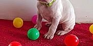 Aulya a rejoint le concours — aidez-le/la à gagner de superbes lots ! puppy, dog, white_dog, collar, green_collar, red_carpet, colorful_balls, toy_balls, indoor, pet, young_dog, cute, animal, sitting, playful, floor, wall, small_dog, looking, adorable
