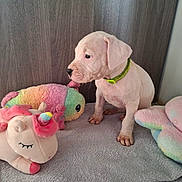 Aulya a rejoint le concours — aidez-le/la à gagner de superbes lots ! puppy, dog, white_dog, plush_toy, unicorn, stuffed_animal, colorful_toy, blanket, indoor, pet, cute, young_dog, collar, floor, wall, toy_collection, soft_texture, animal, playful, sitting