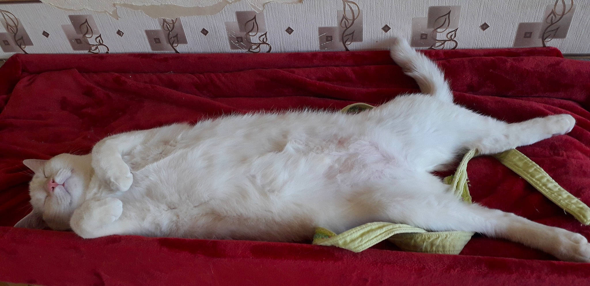 Simba participe au concours pour gagner de l'argent avec cette photo : bedding, carnivore, cat, claw, comfort, fang, fawn, felidae, foot, fur, linens, nap, paw, small_to_medium_sized_cats, snout, tail, whiskers