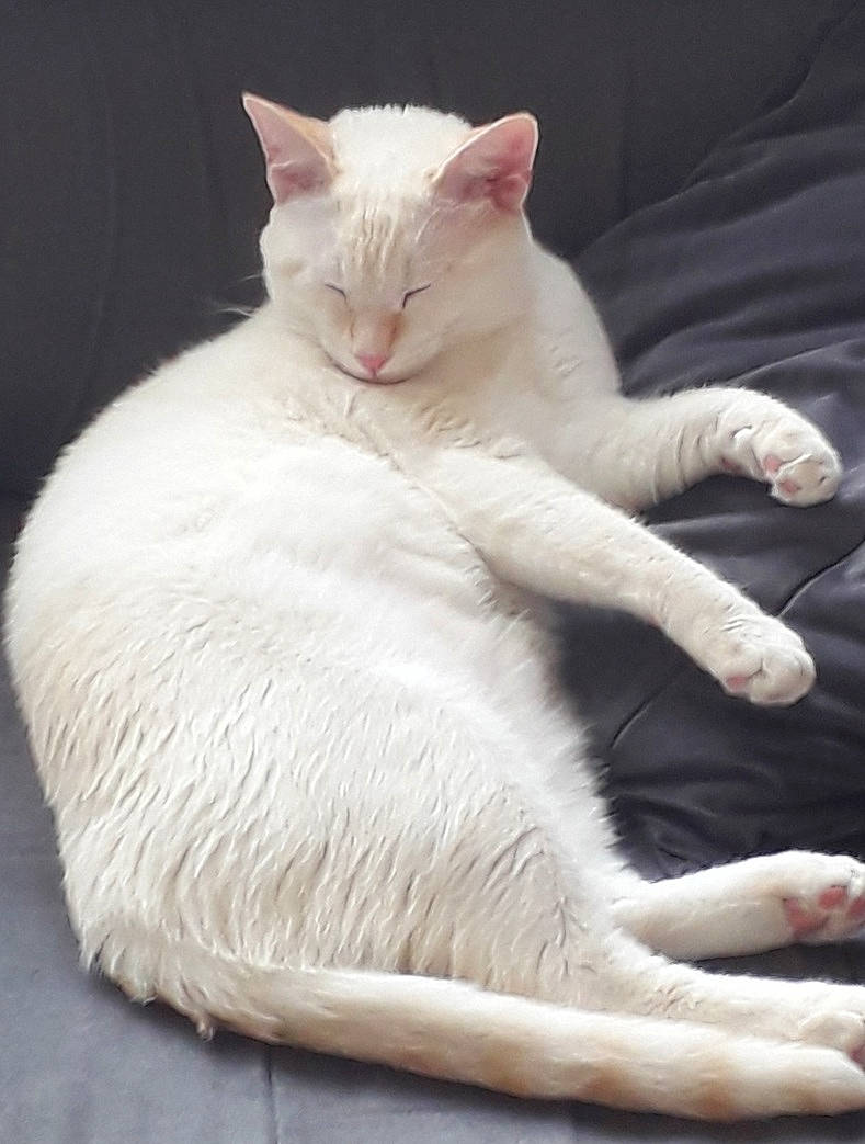 Simba a rejoint le concours — aidez-le/la à gagner de superbes lots ! carnivore, cat, claw, comfort, domestic_short_haired_cat, ear, fawn, felidae, fur, gesture, paw, sitting, small_to_medium_sized_cats, snout, tail, terrestrial_animal, whiskers, window