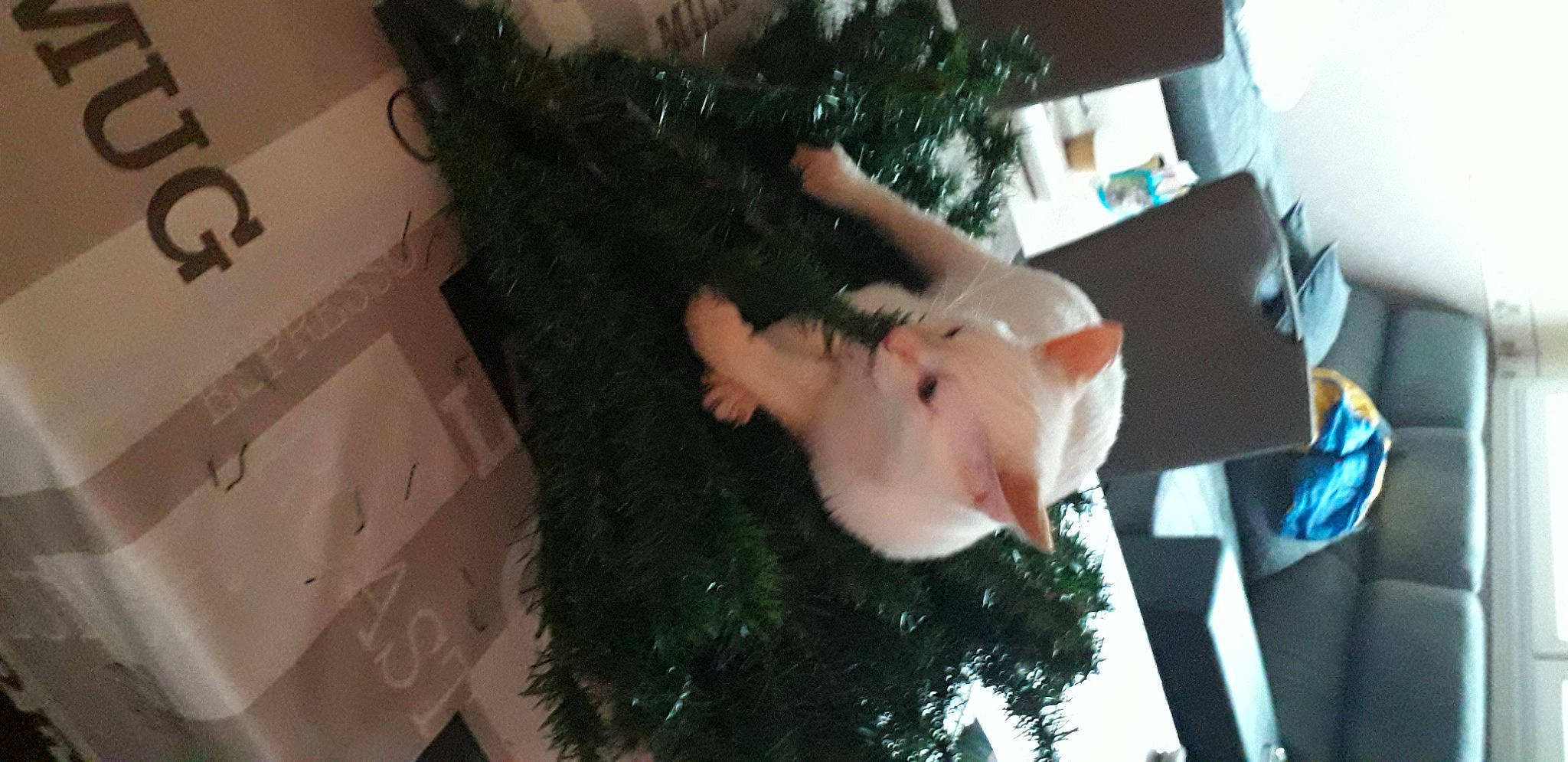 Simba participe au concours pour gagner de l'argent avec cette photo : christmas, christmas_decoration, christmas_eve, christmas_ornament, christmas_tree, conifer, event, fun, fur, holiday, interior_design, organism, ornament, plant, room, stuffed_toy, tail, textile, toy, tree