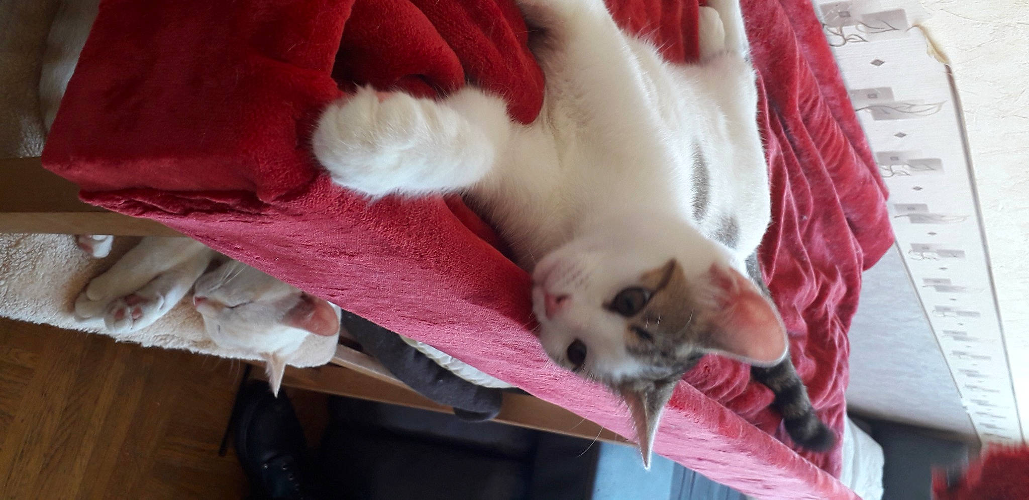 Winny participe au concours pour gagner de l'argent avec cette photo : canidae, carnivore, cat, claw, comfort, companion_dog, dog_breed, domestic_short_haired_cat, fawn, felidae, foot, fur, mammal, paw, small_to_medium_sized_cats, snout, sporting_group, tail, vertebrate, whiskers