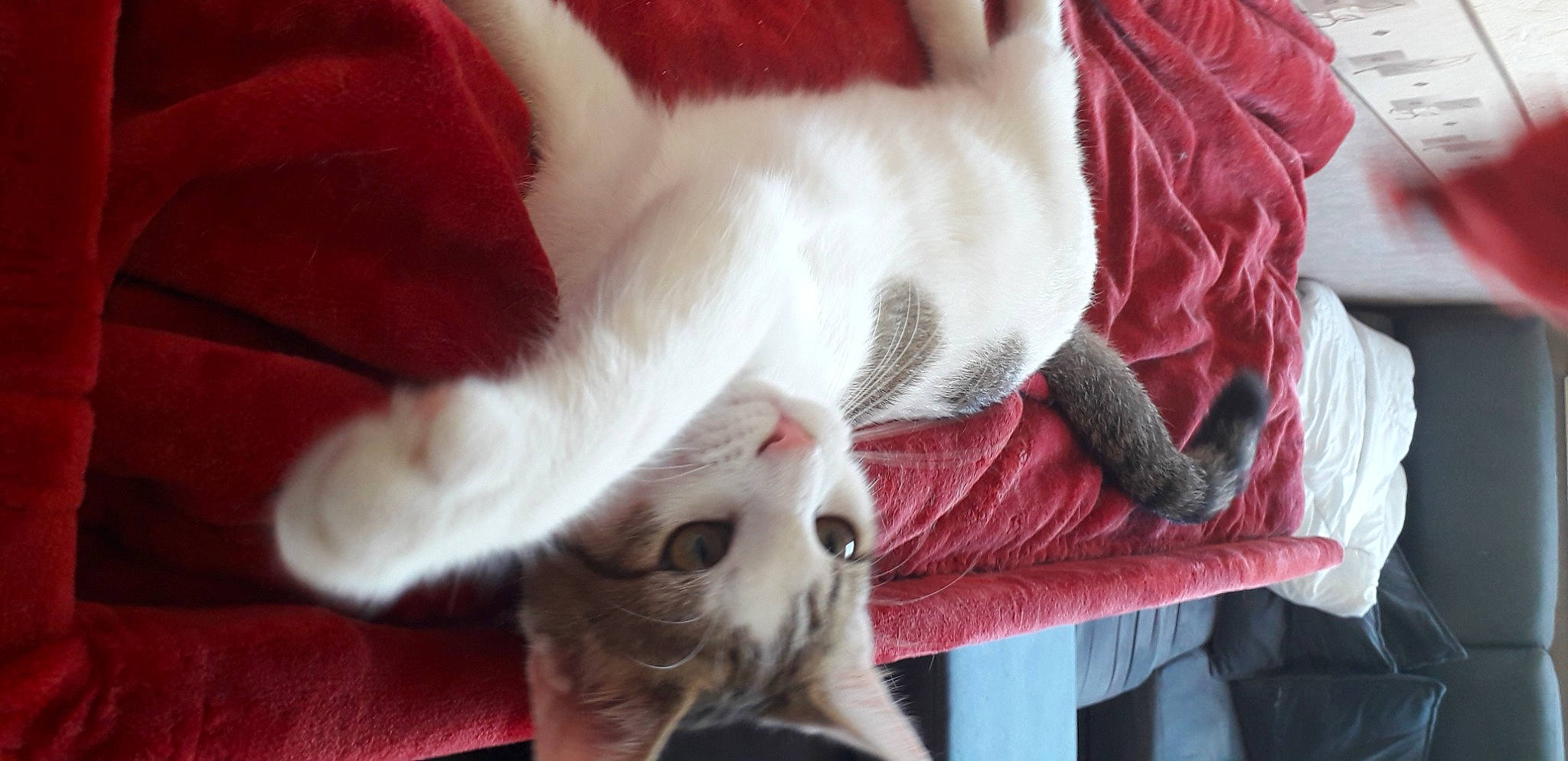 Winny a rejoint le concours — aidez-le/la à gagner de superbes lots ! canidae, carnivore, cat, claw, close_up, comfort, companion_dog, dog_breed, domestic_short_haired_cat, ear, fawn, felidae, fur, paw, small_to_medium_sized_cats, snout, sporting_group, tail, textile, whiskers