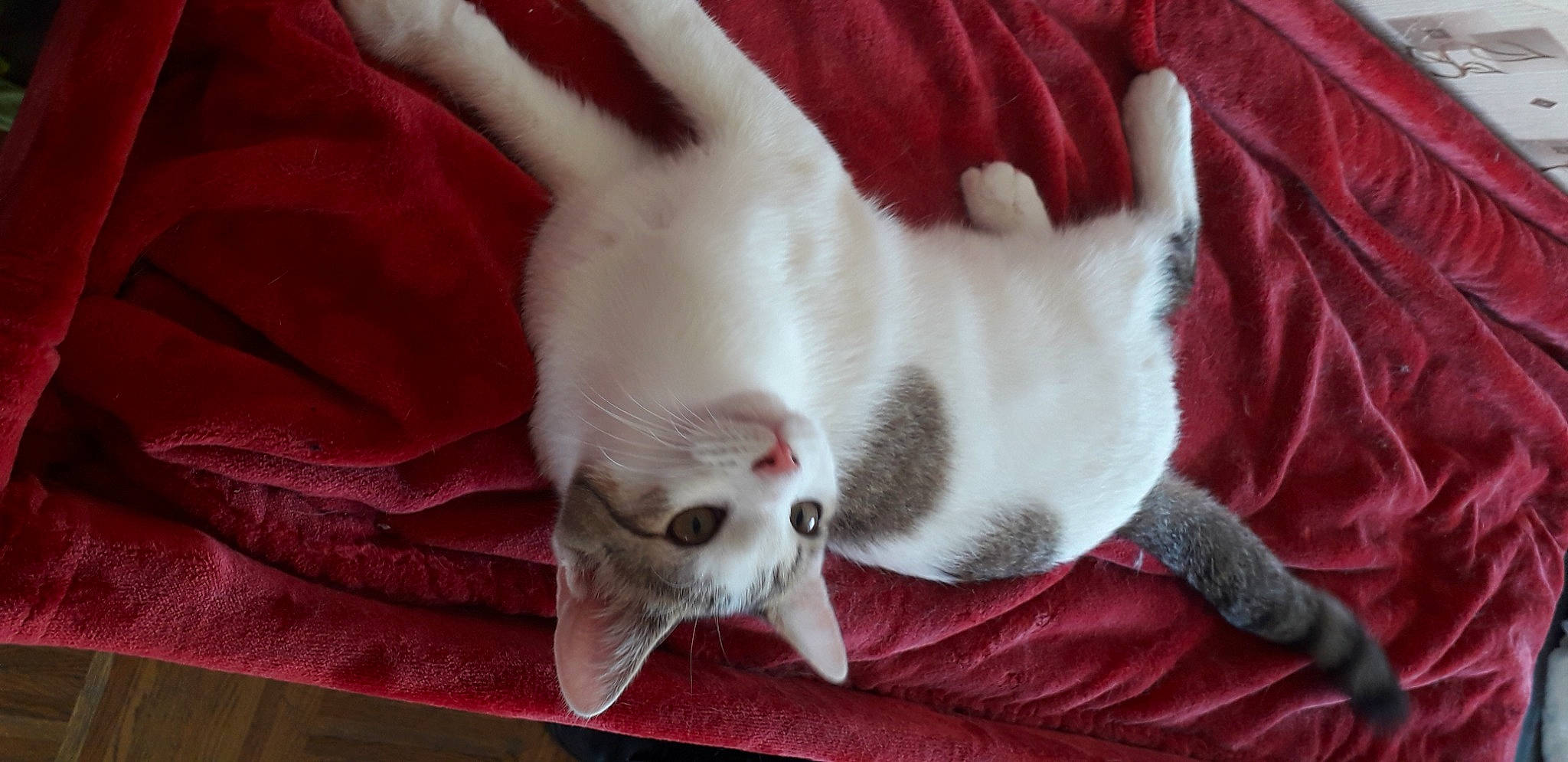 Winny participe au concours pour gagner de l'argent avec cette photo : carmine, carnivore, cat, claw, comfort, domestic_short_haired_cat, fawn, felidae, fur, grey, linens, nap, paw, photo_caption, red, small_to_medium_sized_cats, snout, tail, textile, whiskers