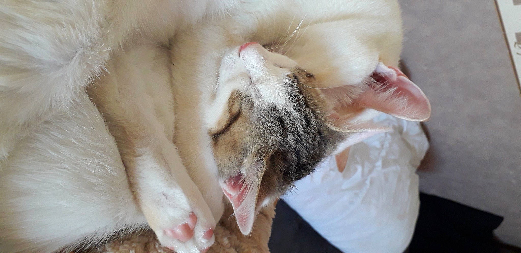 Winny participe au concours pour gagner de l'argent avec cette photo : carnivore, cat, claw, comfort, domestic_short_haired_cat, ear, fang, fawn, felidae, foot, fur, gesture, nail, nap, paw, sleep, small_to_medium_sized_cats, snout, tail, whiskers
