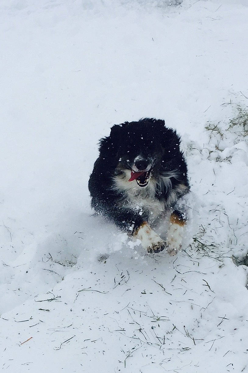 Zee joined the competition — help win amazing prizes! affenpinscher, bolonka, canidae, carnivore, cavapoo, chinese_imperial_dog, cockapoo, dog, dog_breed, havanese, puppy, snow, sporting_group, tibetan_terrier, winter, winter_storm