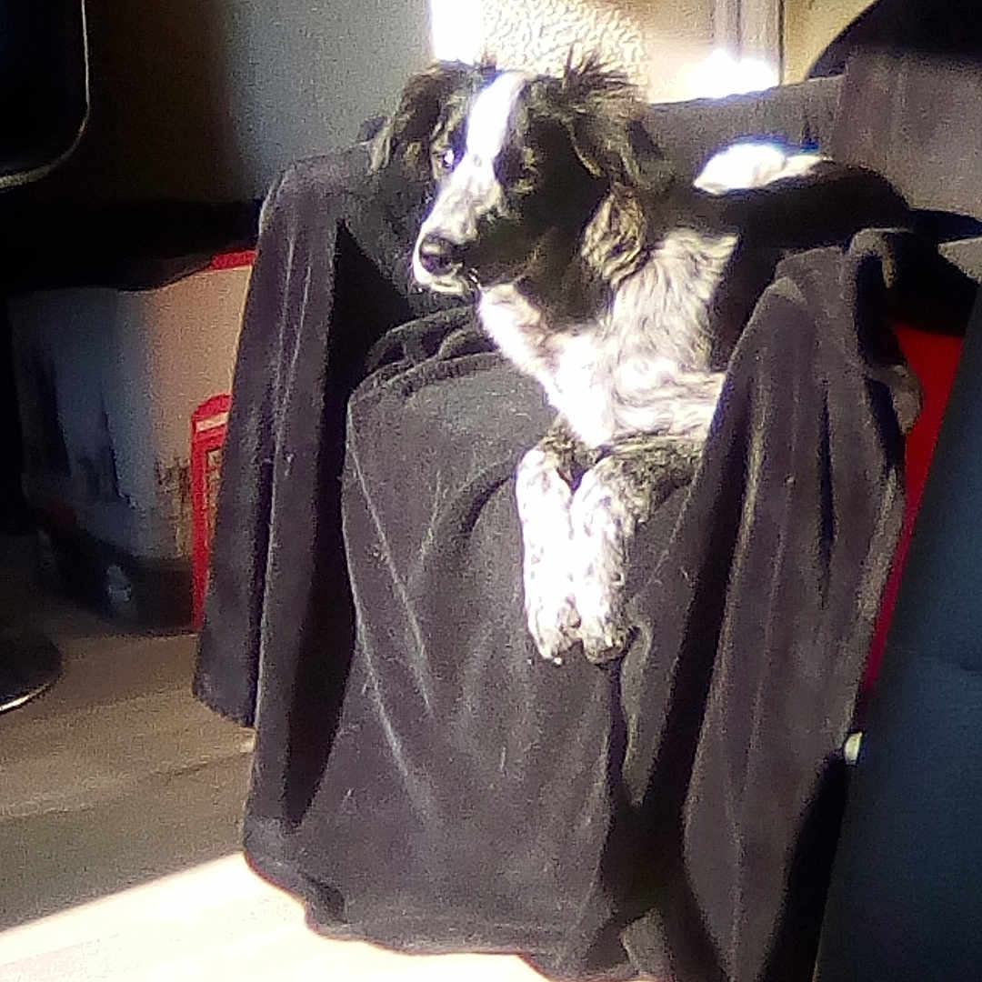 Abby participe au concours pour gagner de l'argent avec cette photo : animal, armchair, blanket, canine, chair, clothing, coat, couch, dog, dress, fashion, formalwear, furniture, gown, hound, pet, pointer, puppy, terrier, velvet