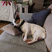 Oslo a rejoint le concours — aidez-le/la à gagner de superbes lots ! dog, sleeping, couch, pillow, blanket, living_room, furniture, home_interior, relaxation, pet, white_dog, brown_spots, wooden_floor, folded_towels, plant, lamp, cabinet, cozy, indoor, resting