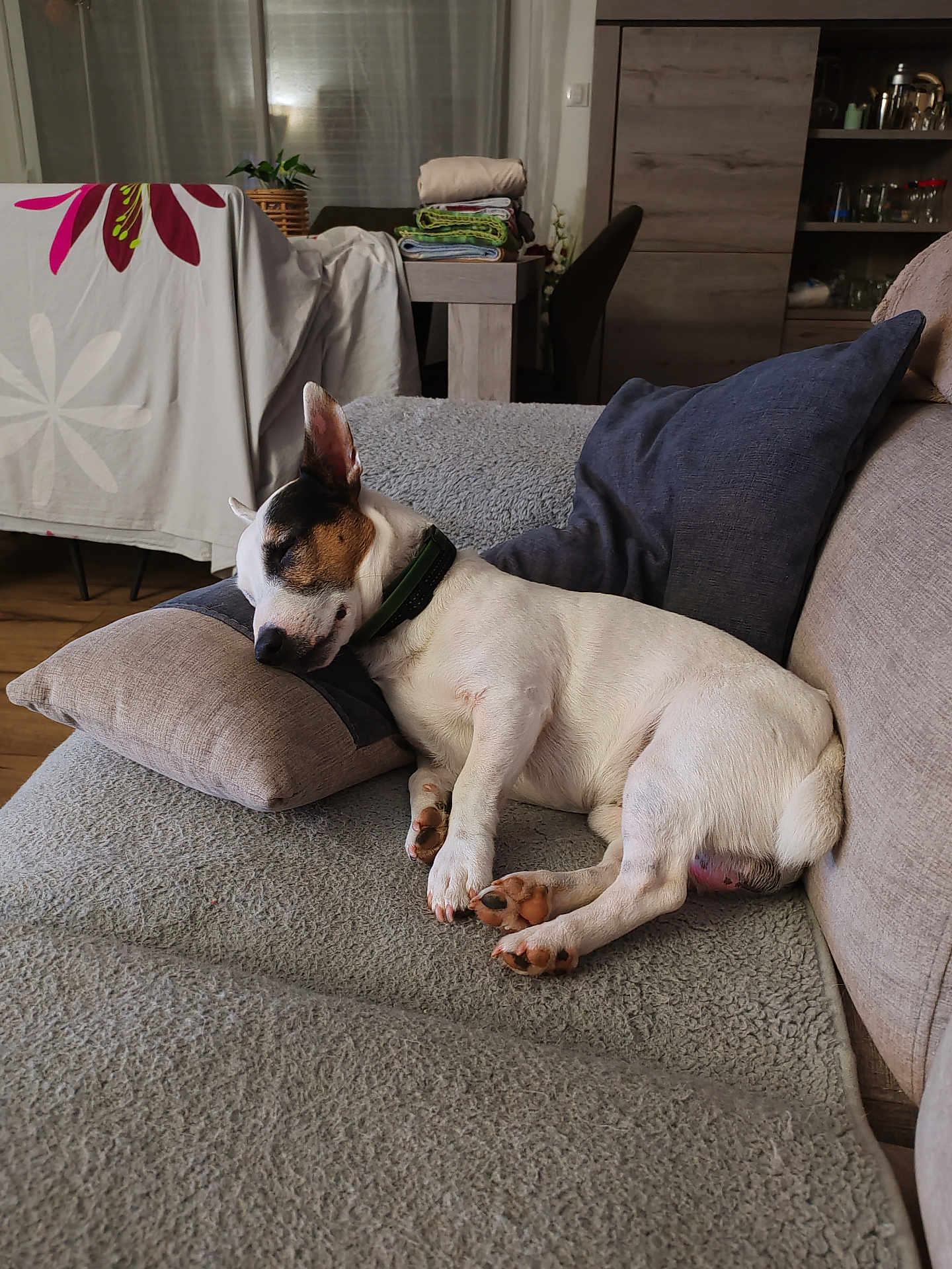 Oslo a rejoint le concours — aidez-le/la à gagner de superbes lots ! dog, sleeping, couch, pillow, blanket, living_room, furniture, home_interior, relaxation, pet, white_dog, brown_spots, wooden_floor, folded_towels, plant, lamp, cabinet, cozy, indoor, resting