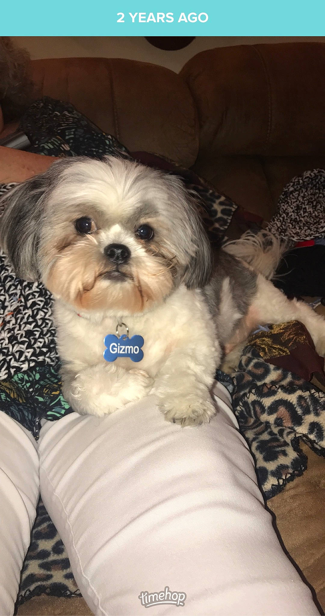 Gizmo is registered to the contest to win money with this photo: canidae, carnivore, comfort, companion_dog, dog, dog_breed, dog_supply, fur, liver, mal_shi, maltepoo, plant, shih_poo, shih_tzu, small_terrier, snout, sporting_group, terrier, toy_dog, working_animal