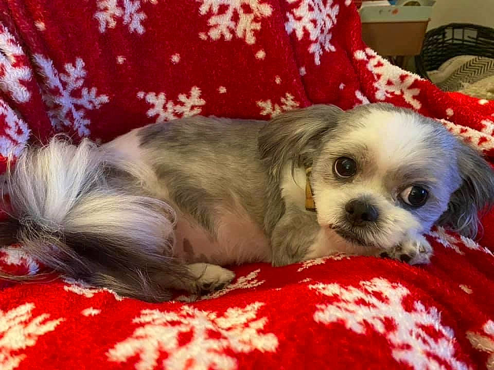 Gizmo