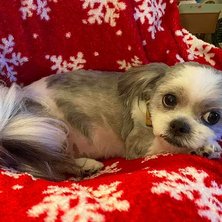 Gizmo