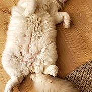 Byron participe au concours pour gagner de l'argent avec cette photo : cat, fluffy, cream_colored, longhaired, lying_down, on_back, relaxed, sleepy, indoor, wooden_floor, rug, tail, fur, pet, animal, cute, belly_up, cozy, portrait, photography