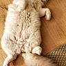 cat, fluffy, cream_colored, longhaired, lying_down, on_back, relaxed, sleepy, indoor, wooden_floor, rug, tail, fur, pet, animal, cute, belly_up, cozy, portrait, photography
