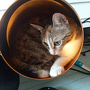 Risette participe au concours pour gagner de l'argent avec cette photo : cat, container, curled_up, fur, pet, cozy, indoor, animal, light, round, whiskers, cute, domestic, feline, paw, resting, looking, soft, tabby, white_paw