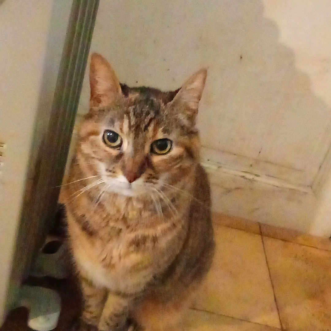Fibi