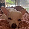 Julia joined the competition — help win amazing prizes! animal, blanket, chihuahua, comfort, cozy, cute, dog, ears, face, fur, home, indoors, natural_light, nose, pet, pink, relaxation, resting, sleeping, window
