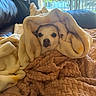 Julia joined the competition — help win amazing prizes! blanket, brown_blanket, comfort, couch, cozy, cream_blanket, cute, dog, face, fur, home, indoor, natural_light, pet, relaxed, resting, small_dog, snuggled, soft, window