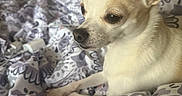 Julia is registered to the contest to win money with this photo: animal, bed, blanket, canine, chihuahua, closeup, companion, cozy, cute, dog, domestic_animal, ears, fur, indoor, patterned_blanket, pet, relaxed, resting, side_view, small_dog