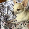 animal, bed, blanket, canine, chihuahua, closeup, companion, cozy, cute, dog, domestic_animal, ears, fur, indoor, patterned_blanket, pet, relaxed, resting, side_view, small_dog