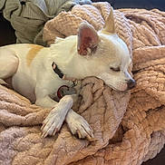 Julia joined the competition — help win amazing prizes! dog, sleeping, blanket, paw, collar, indoor, cozy, couch, fur, pet, relaxing, rest, small_dog, cute, animal, domestic, comfort, texture, pink, nap