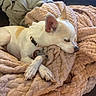 dog, sleeping, blanket, paw, collar, indoor, cozy, couch, fur, pet, relaxing, rest, small_dog, cute, animal, domestic, comfort, texture, pink, nap