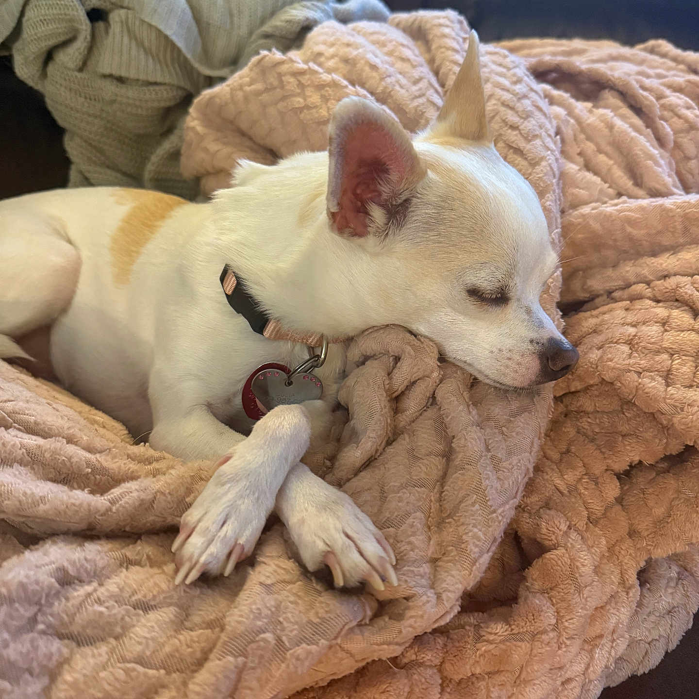 Julia joined the competition — help win amazing prizes! dog, sleeping, blanket, paw, collar, indoor, cozy, couch, fur, pet, relaxing, rest, small_dog, cute, animal, domestic, comfort, texture, pink, nap