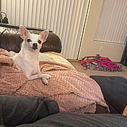 Julia joined the competition — help win amazing prizes! alert, animal, blanket, carpet, chihuahua, couch, cozy, curious, dog, domestic, furniture, home, indoor, living_room, pet, pink_blanket, resting, small_dog, white_dog, window_blinds