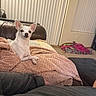 alert, animal, blanket, carpet, chihuahua, couch, cozy, curious, dog, domestic, furniture, home, indoor, living_room, pet, pink_blanket, resting, small_dog, white_dog, window_blinds