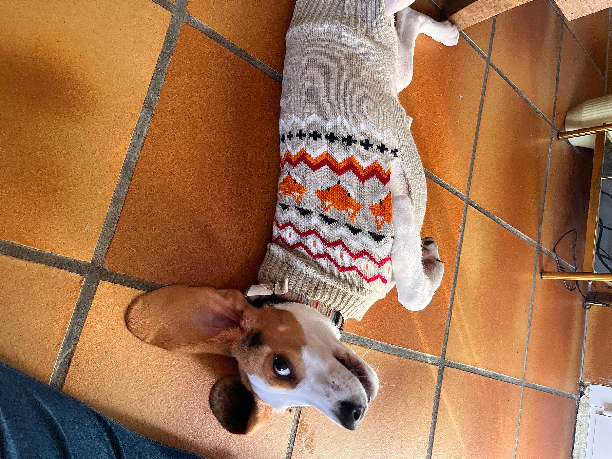 Lilo a rejoint le concours — aidez-le/la à gagner de superbes lots ! bag, carnivore, collar, companion_dog, dog, dog_breed, dog_collar, dog_supply, fashion_accessory, fawn, fur, human_leg, pattern, personal_protective_equipment, pet_supply, snout, strap, wood, working_animal, wrist