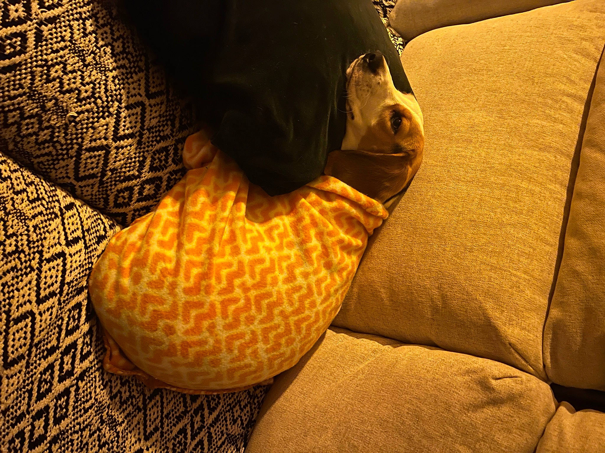 Lilo participe au concours pour gagner de l'argent avec cette photo : _geese_and_swans, car_seat, comfort, couch, ducks, heat, human_leg, linens, pattern, plant, room, shadow, still_life_photography, terrestrial_animal, tints_and_shades, visual_arts, wildlife, wood